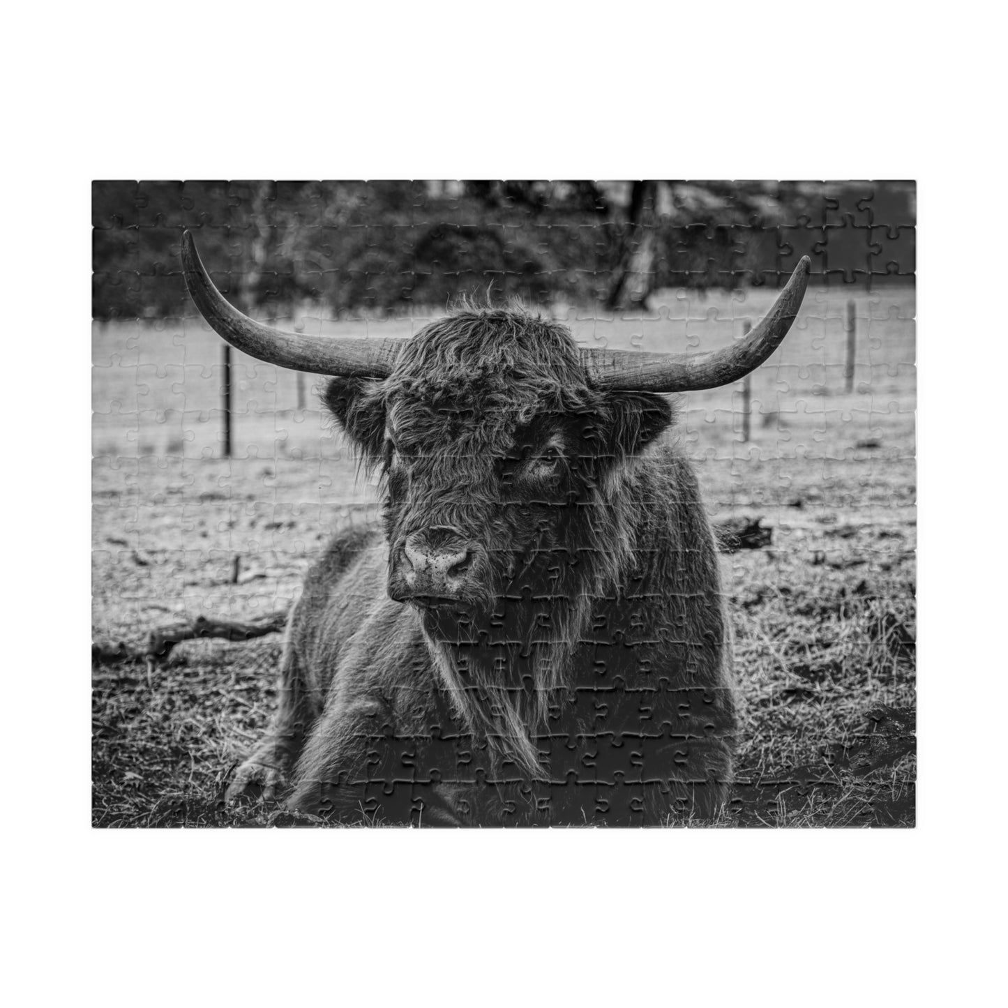 Scottish Highland Cattle Puzzle B&W 252 pcs (Horizontal)