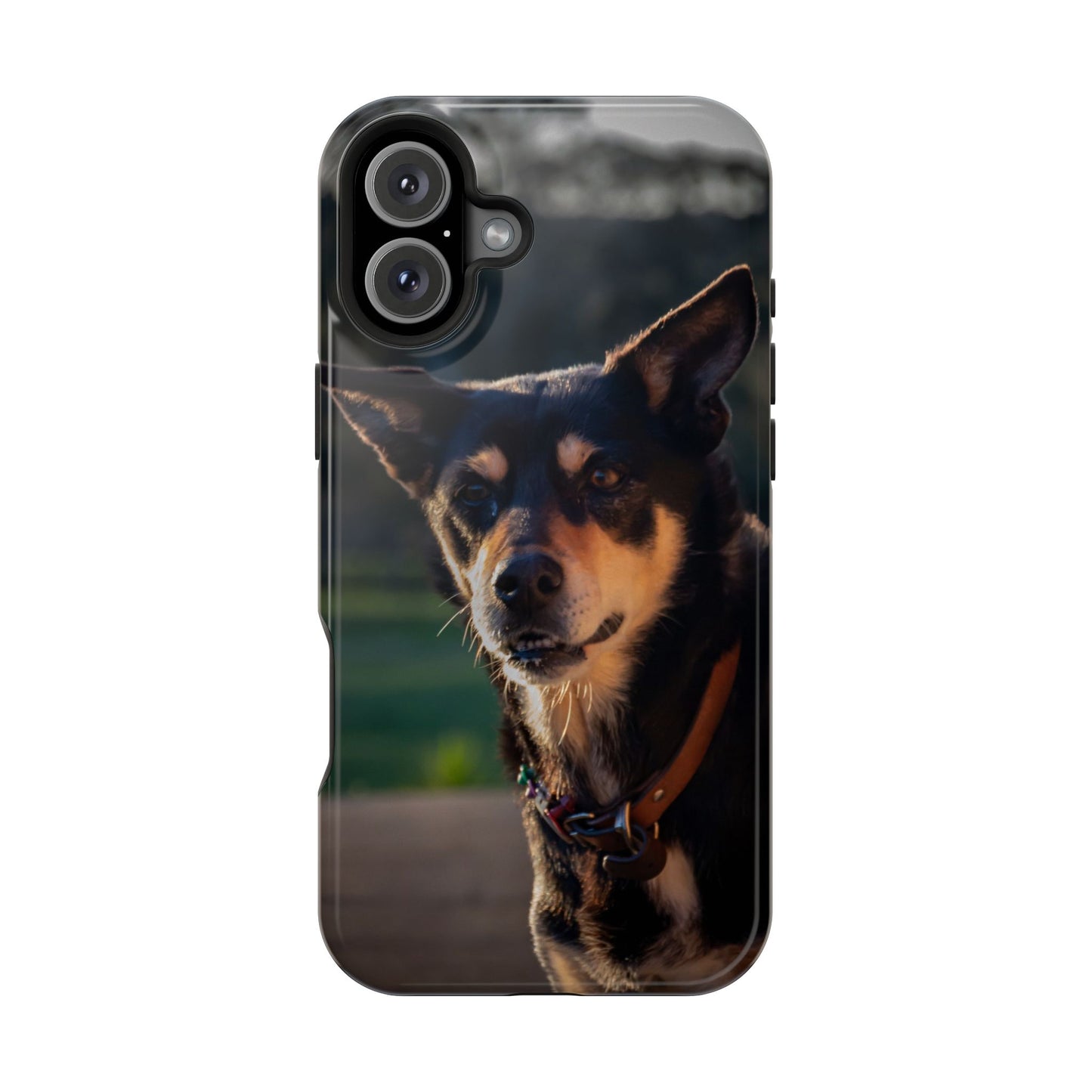 Magsafe® Compatible Tough Cases - Saba The Kelpie iPhone 16 Plus Glossy