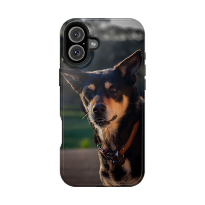 Magsafe® Compatible Tough Cases - Saba The Kelpie iPhone 16 Plus Glossy