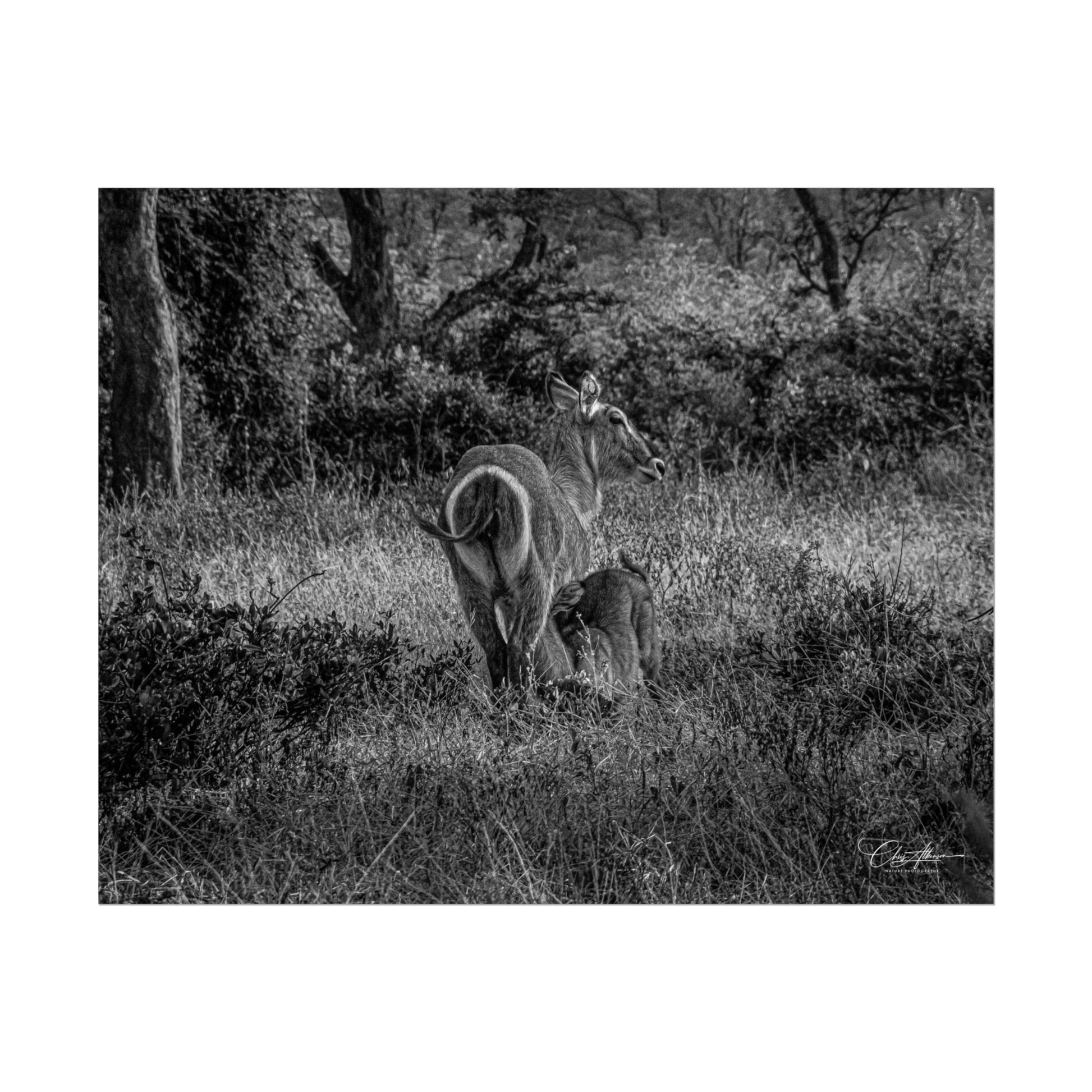 Waterbuck Baby Animal Posters B&W