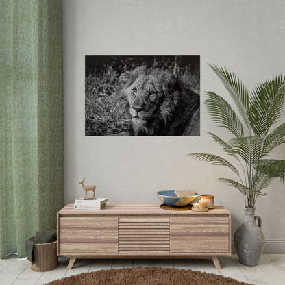 Rolled Posters - Old Lion B&W 40" x 28" (Horizontal) Semi Glossy