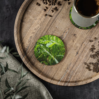 Fiji Vine Coasters