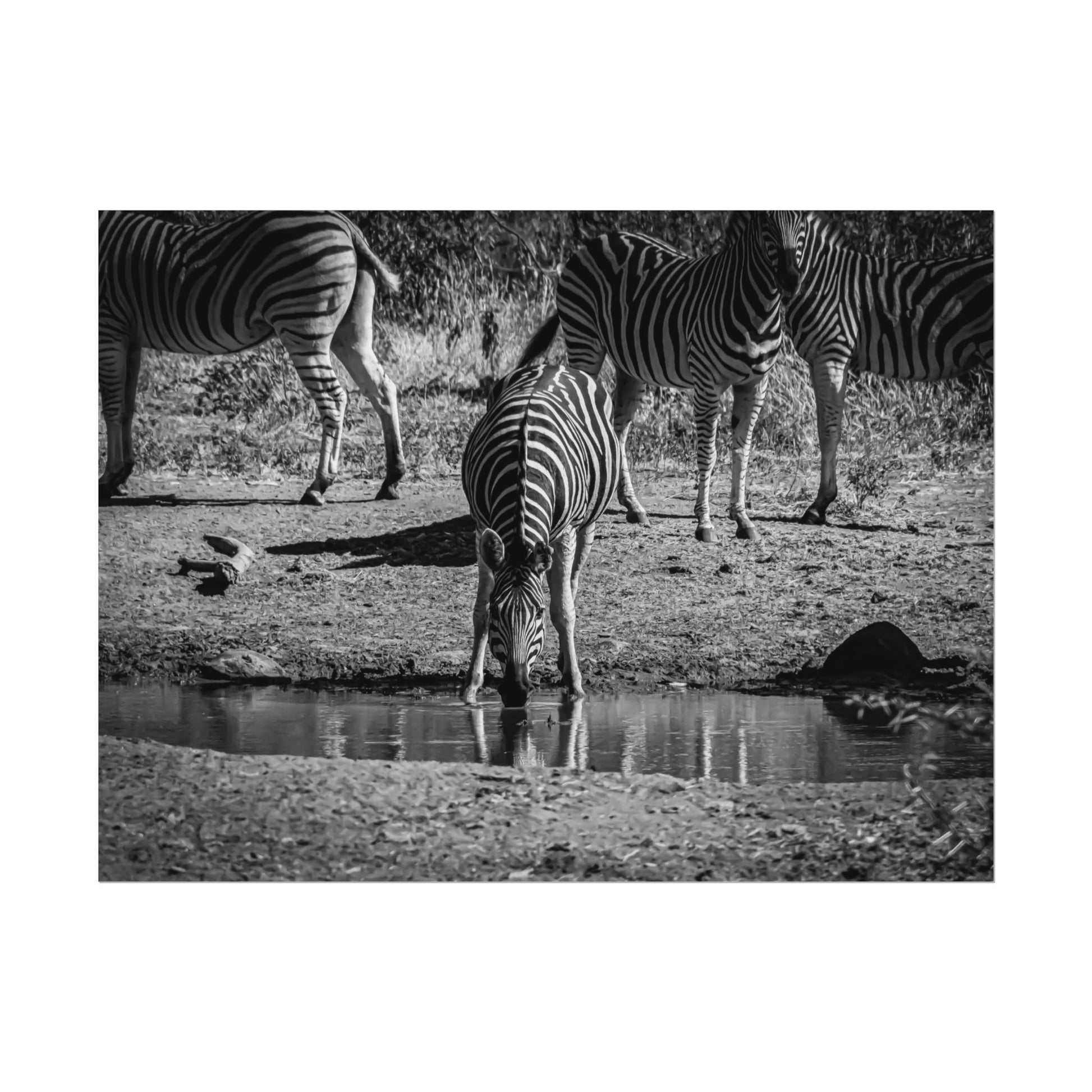 Rolled Posters - Zebra at Waterhole B&W