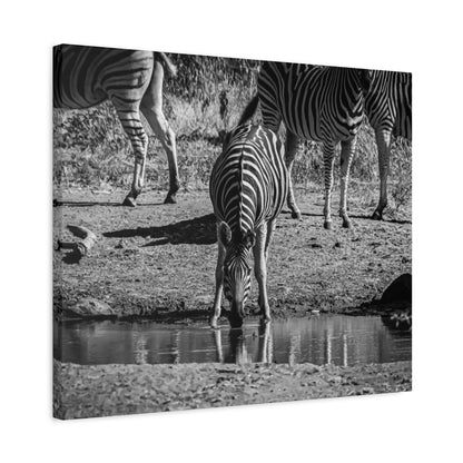 Zebra Nature Print Canvas Print B&W