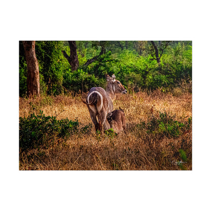 Rolled Posters - Waterbuck and Baby