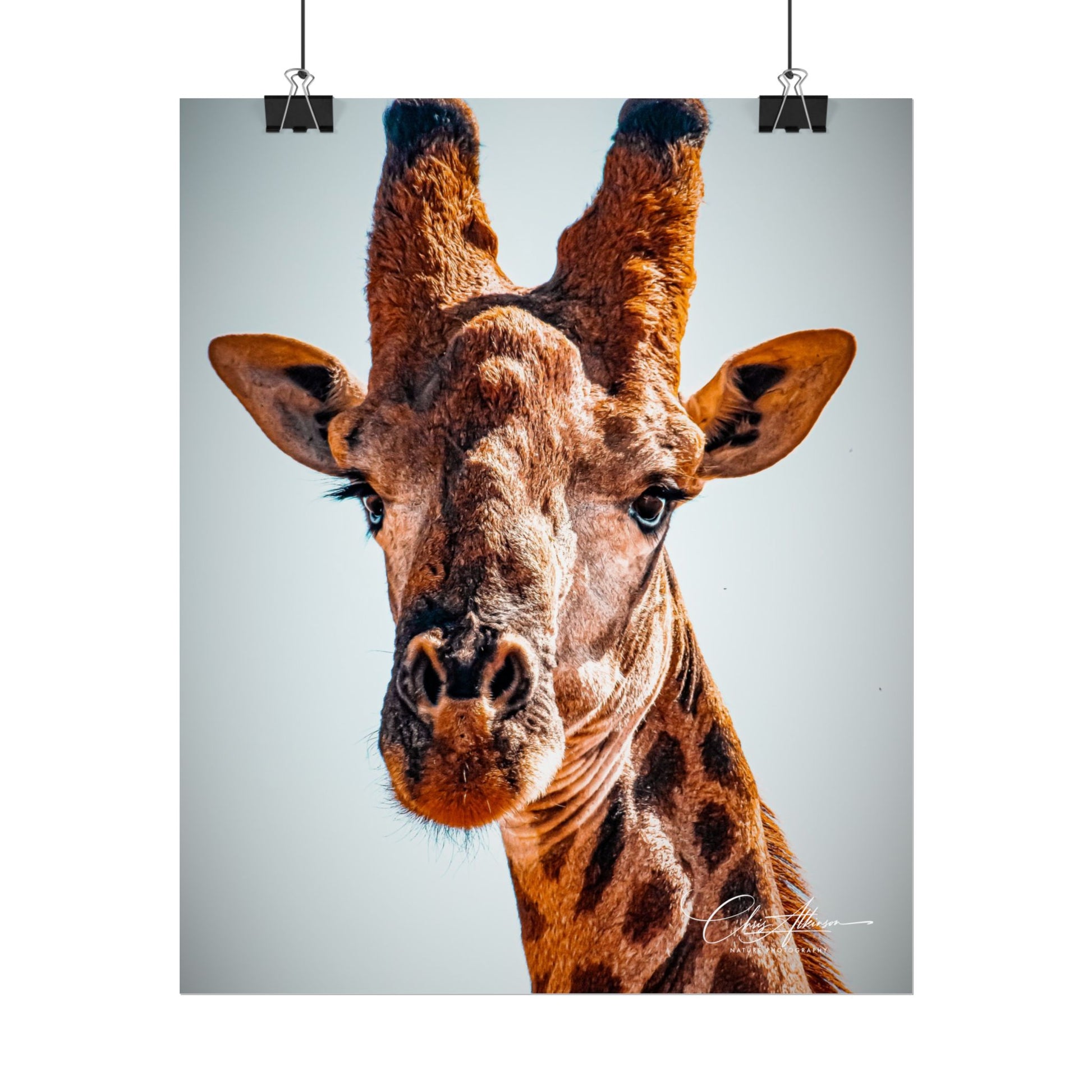 Portrait of Giraffe Poster