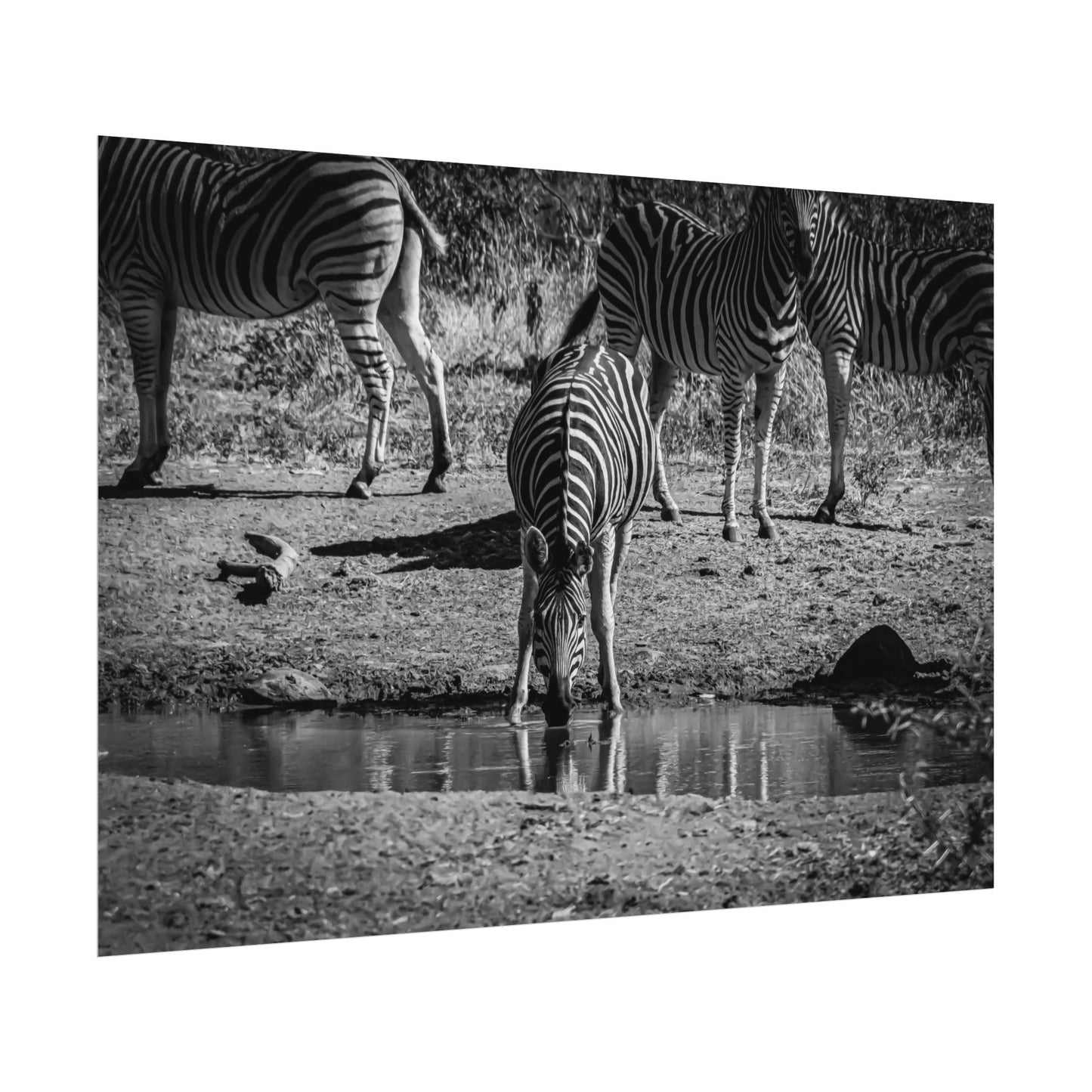 Rolled Posters - Zebra at Waterhole B&W