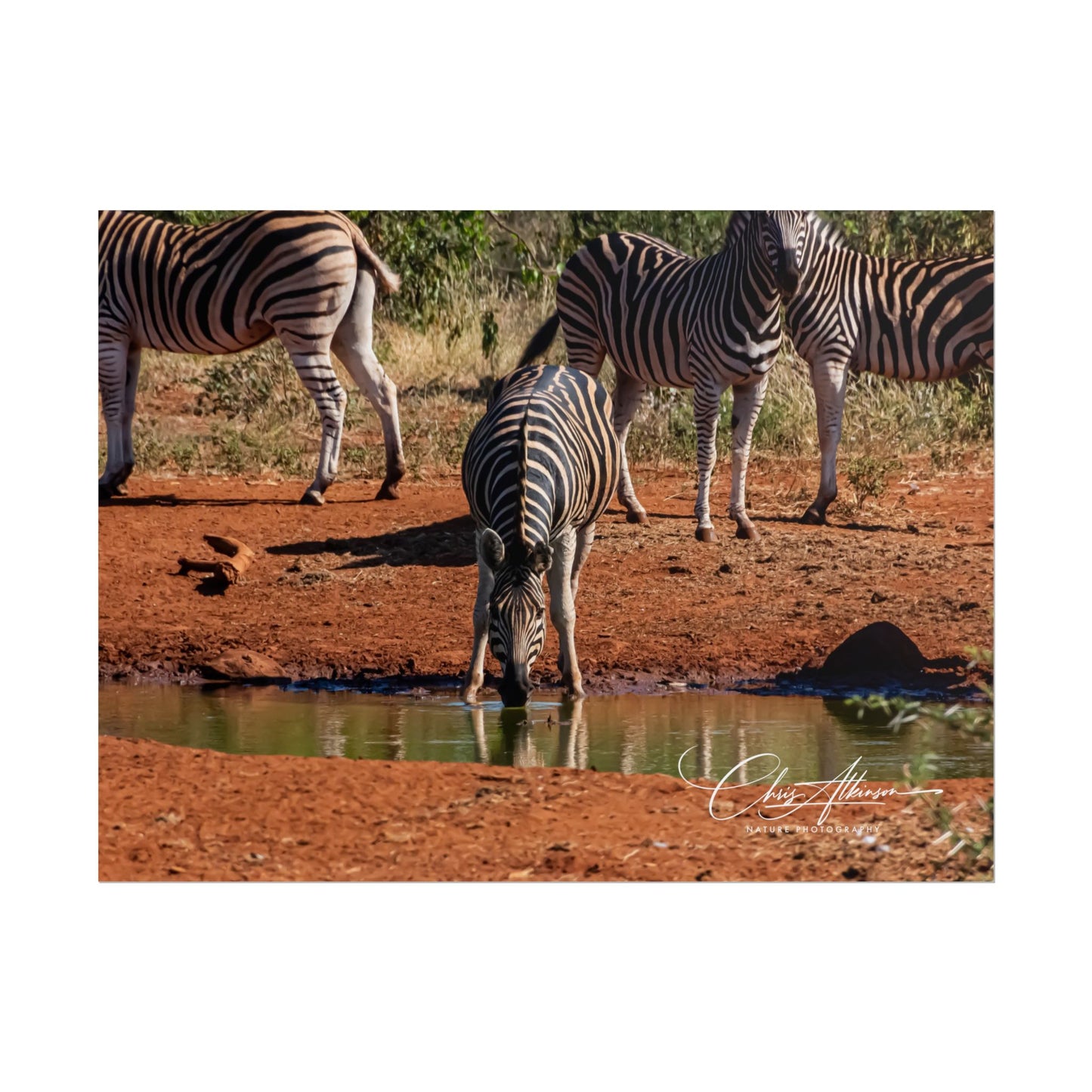 Rolled Posters - Zebra at Waterhole