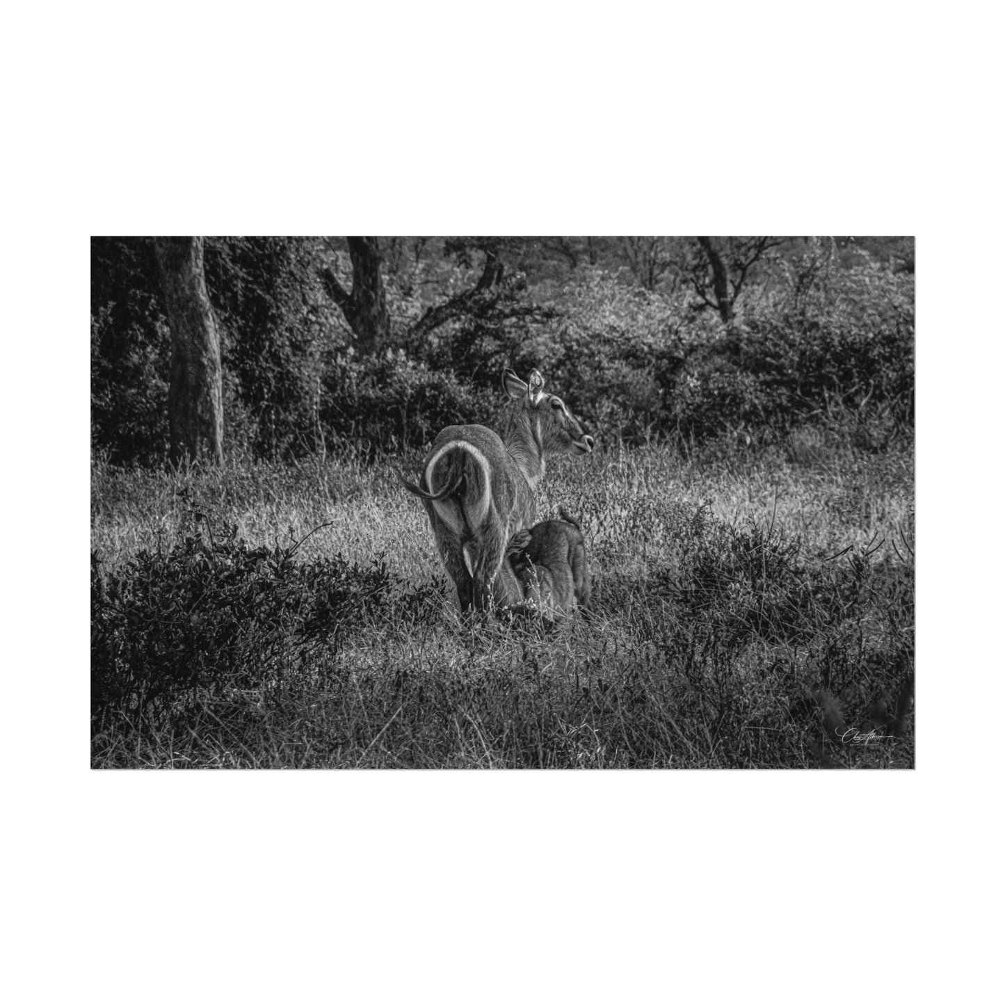 Waterbuck Baby Animal Posters B&W