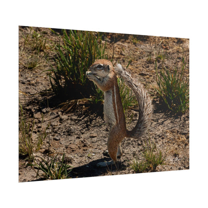 Rolled Posters - Ground Squirrel