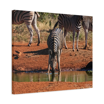 Matte Canvas, Stretched, 1.25" - Zebra at Waterhole