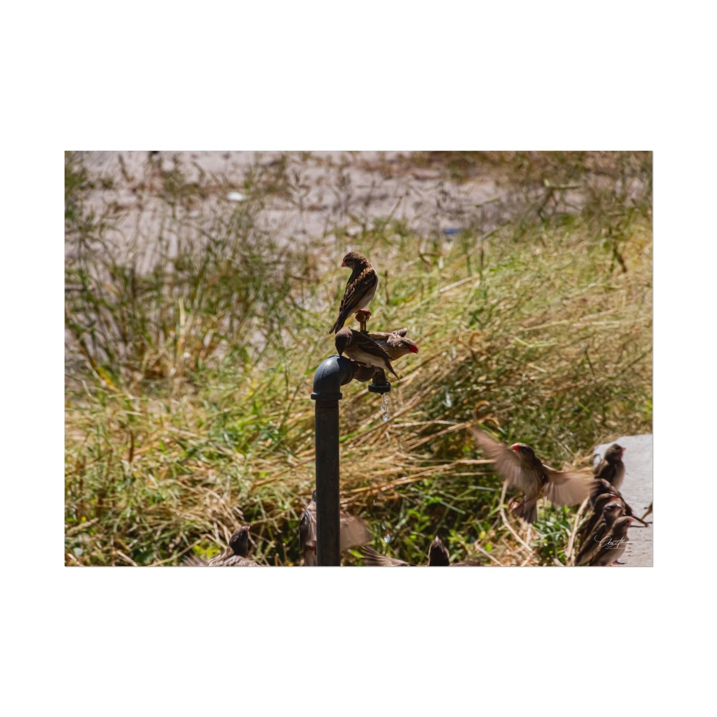 Rolled Posters - Birds and Dripping Tap