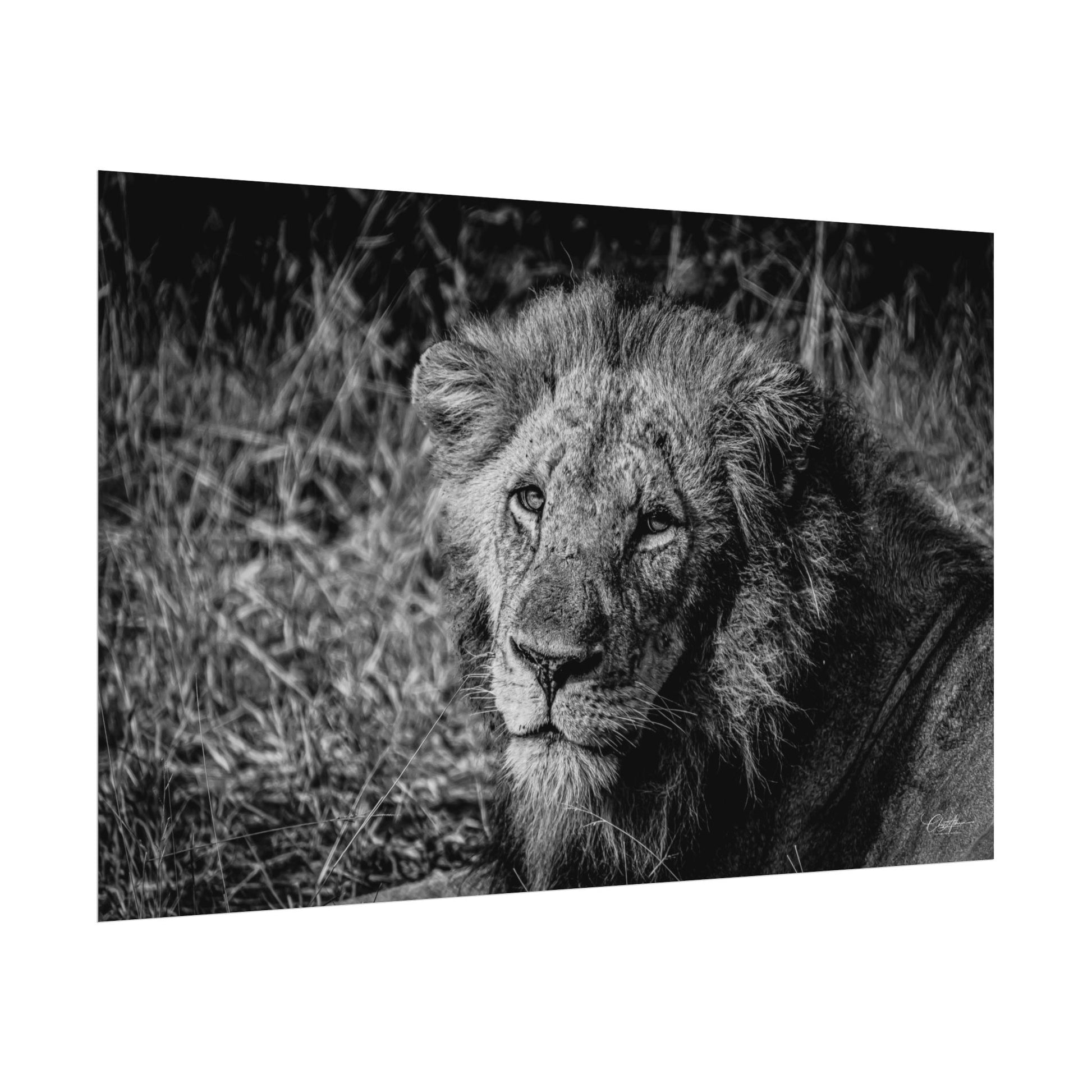 Rolled Posters - Old Lion B&W