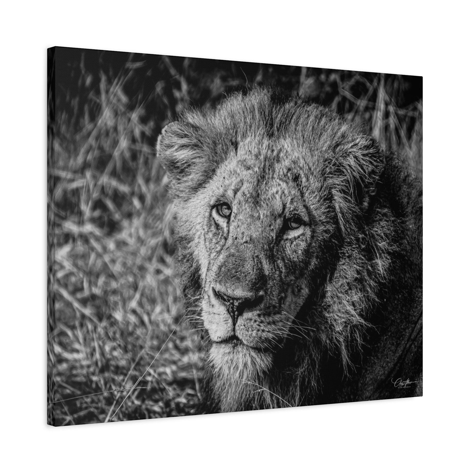 Old Lion Canvas Print B&W