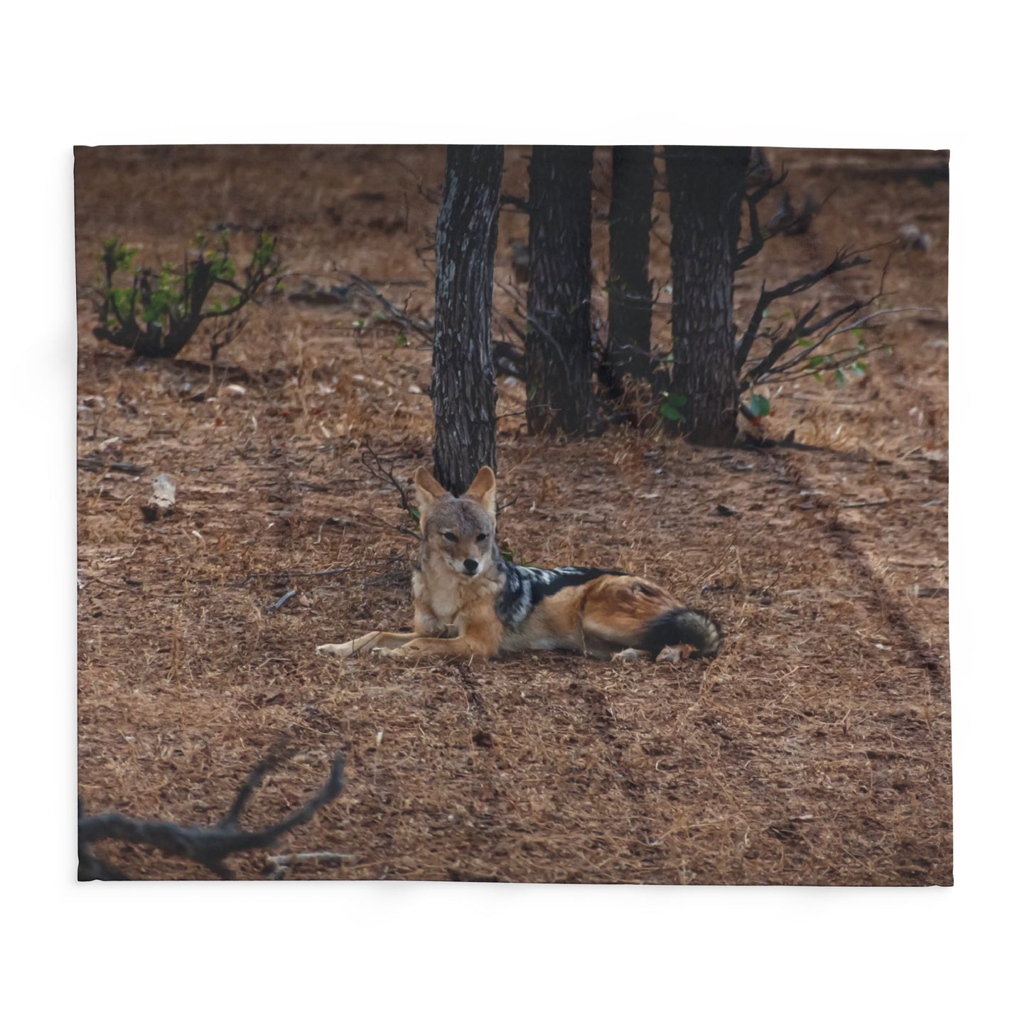 Arctic Fleece Blanket - Jackal