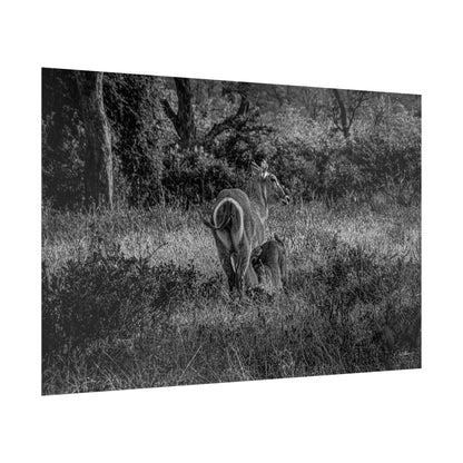 Waterbuck Baby Animal Posters B&W