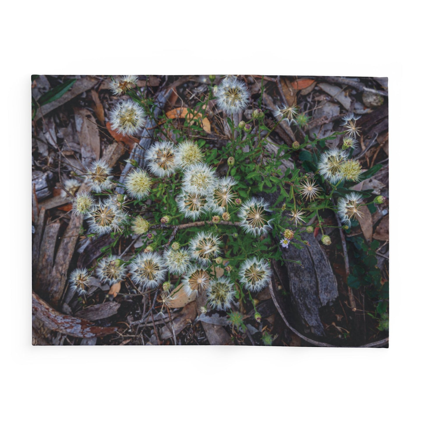 Arctic Fleece Blanket - Australian Wildflower Collection