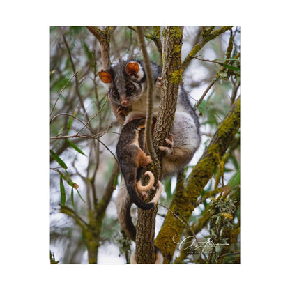 Rolled Posters - Possum and Joey