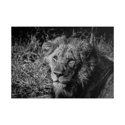 Rolled Posters - Old Lion B&W 40" x 28" (Horizontal) Matte