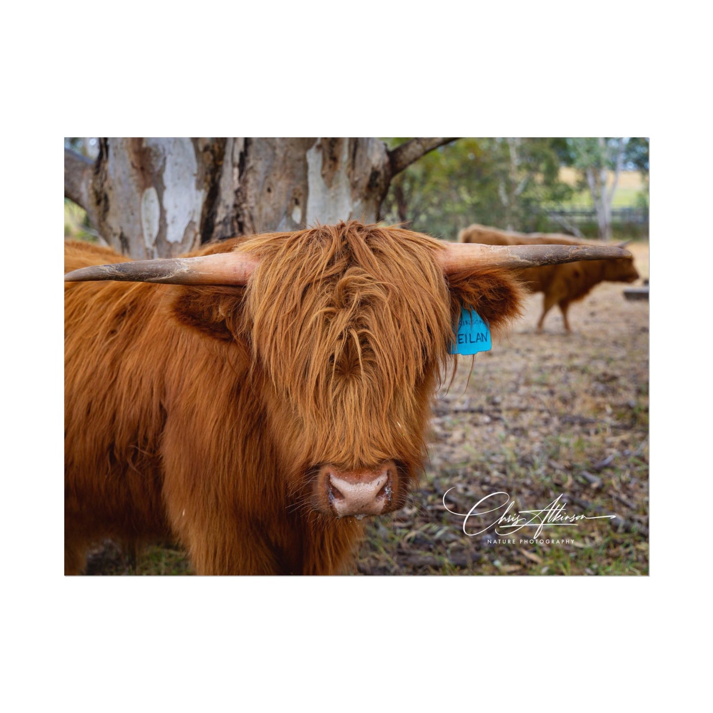 Rolled Posters - Scottish Highland Cattle