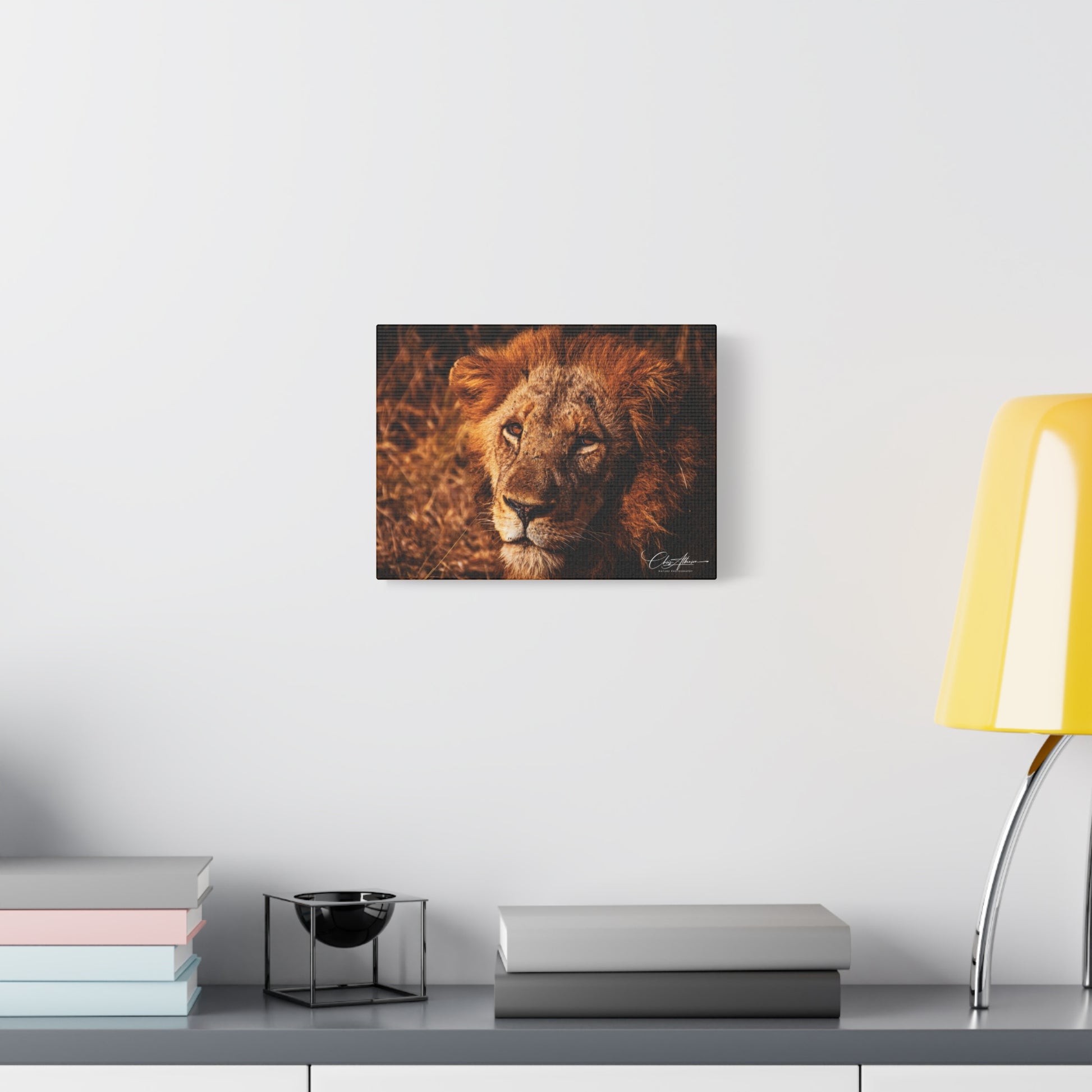 Old Lion Canvas Print