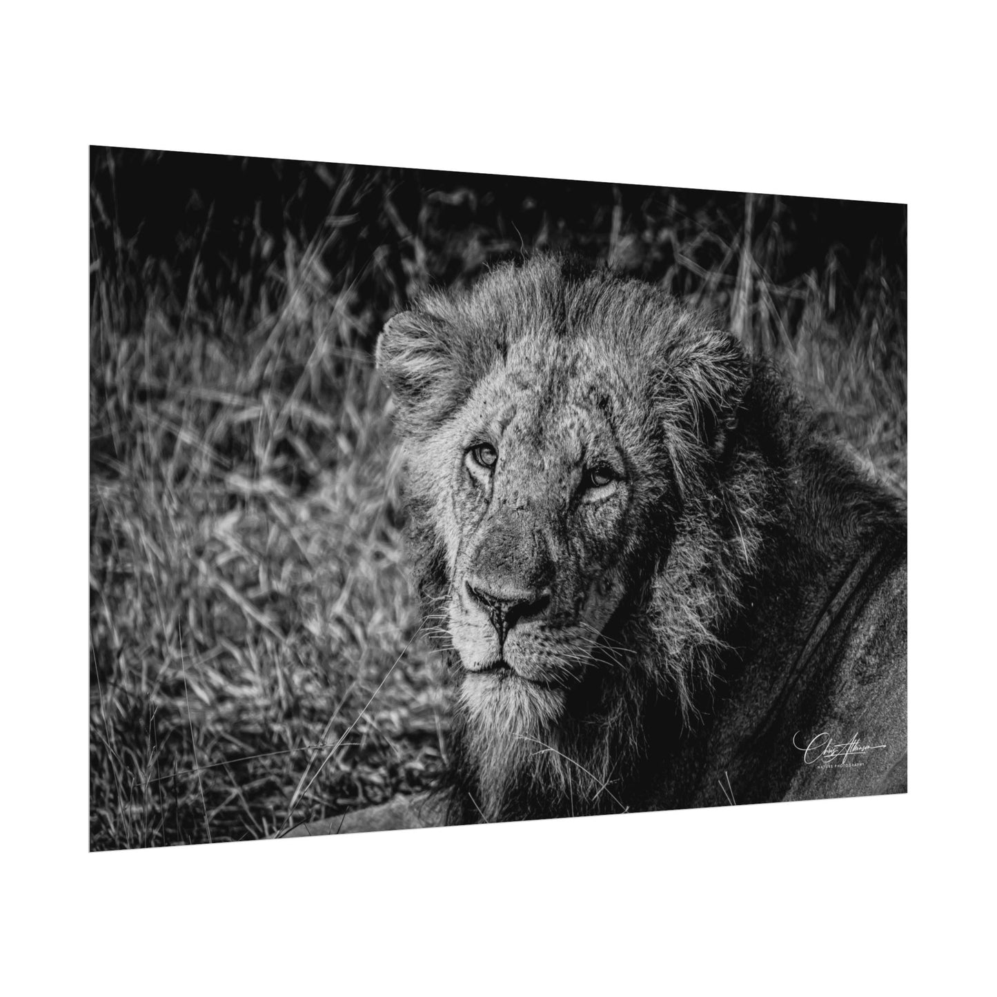 Rolled Posters - Old Lion B&W