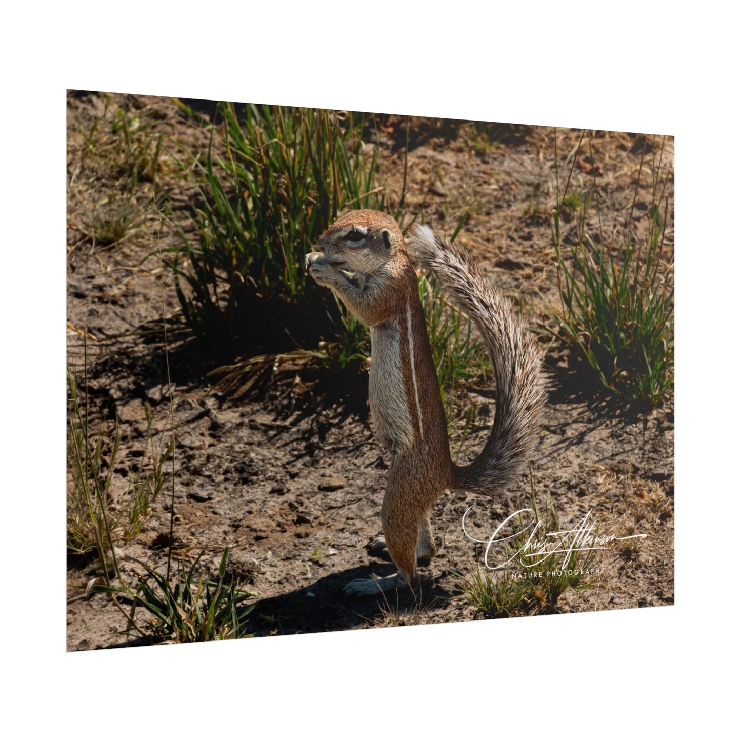 Rolled Posters - Ground Squirrel