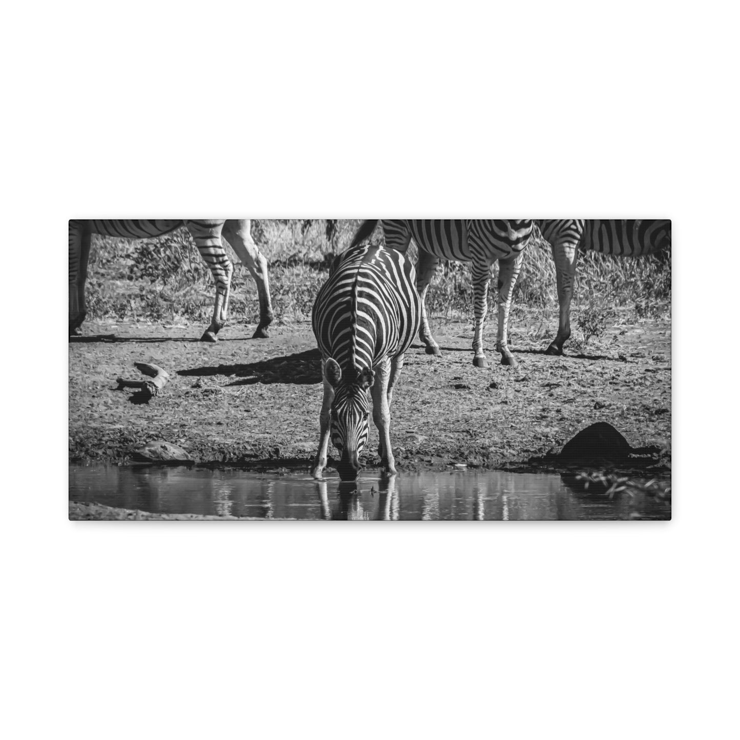 Zebra Nature Print Canvas Print B&W 20" x 10" (Horizontal) 1.25"