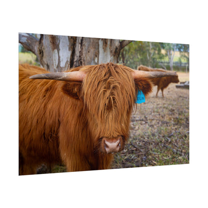 Rolled Posters - Scottish Highland Cattle