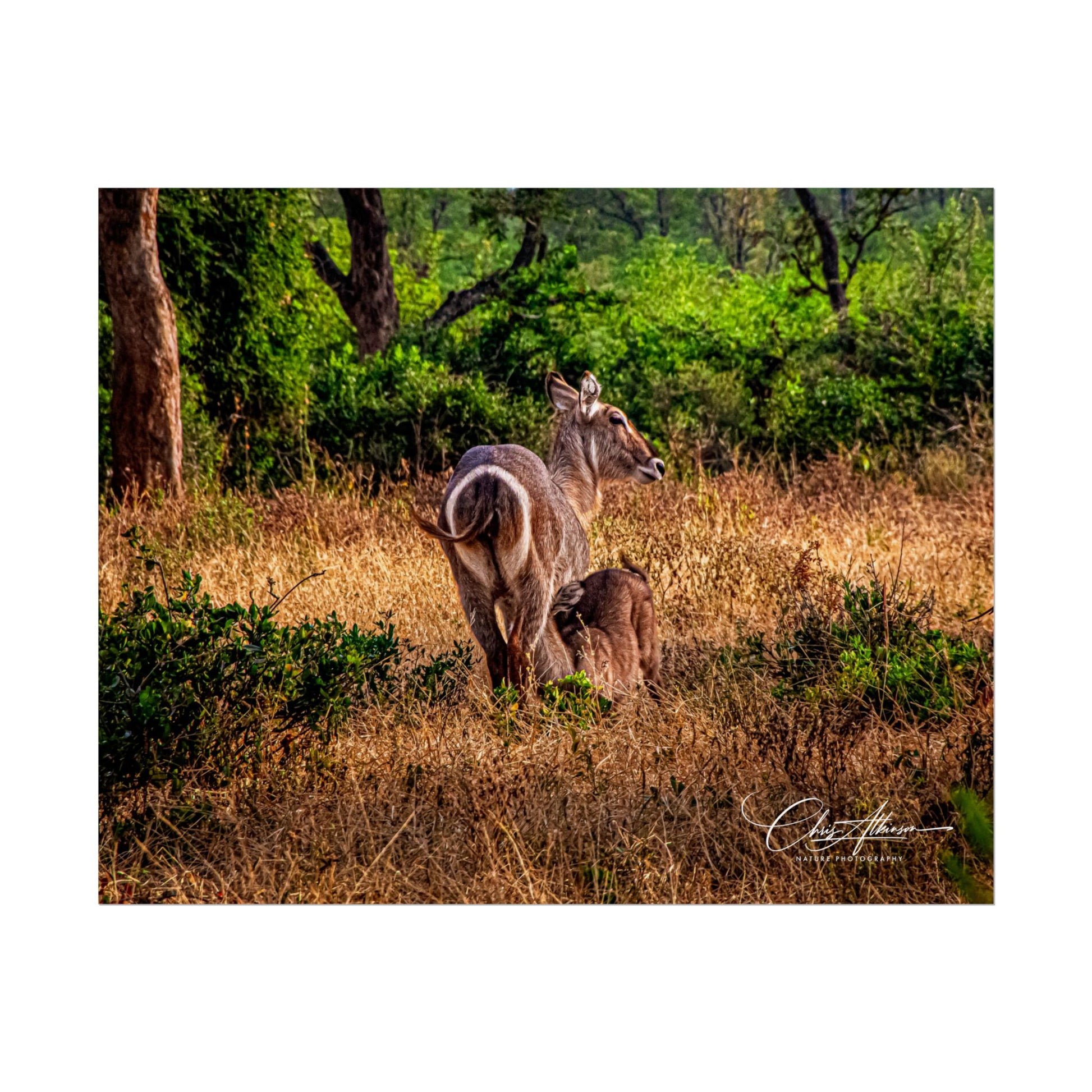 Rolled Posters - Waterbuck and Baby