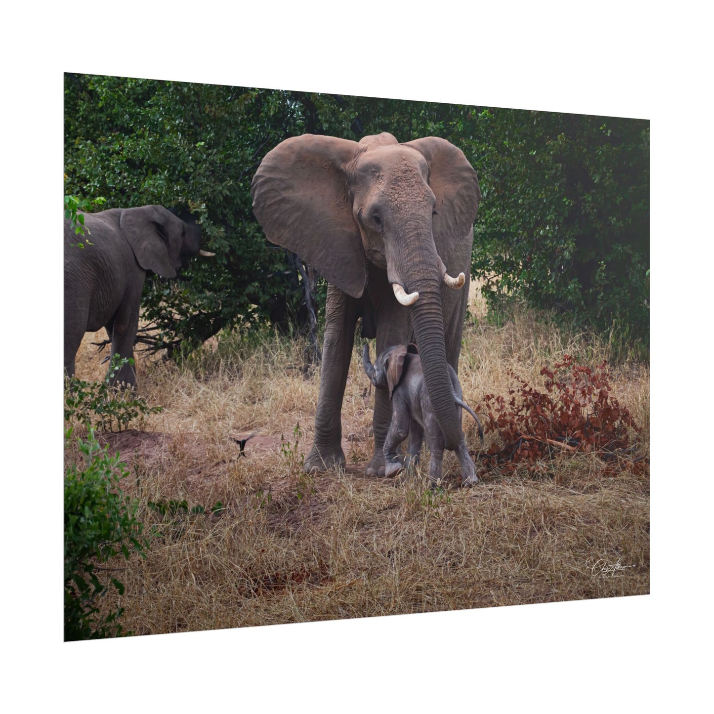 Rolled Posters - Elephant and Baby