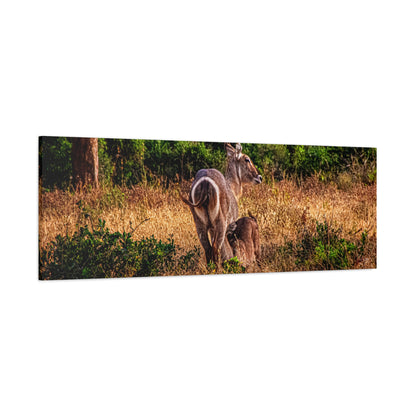 Waterbuck Nature Prints Matte Canvas