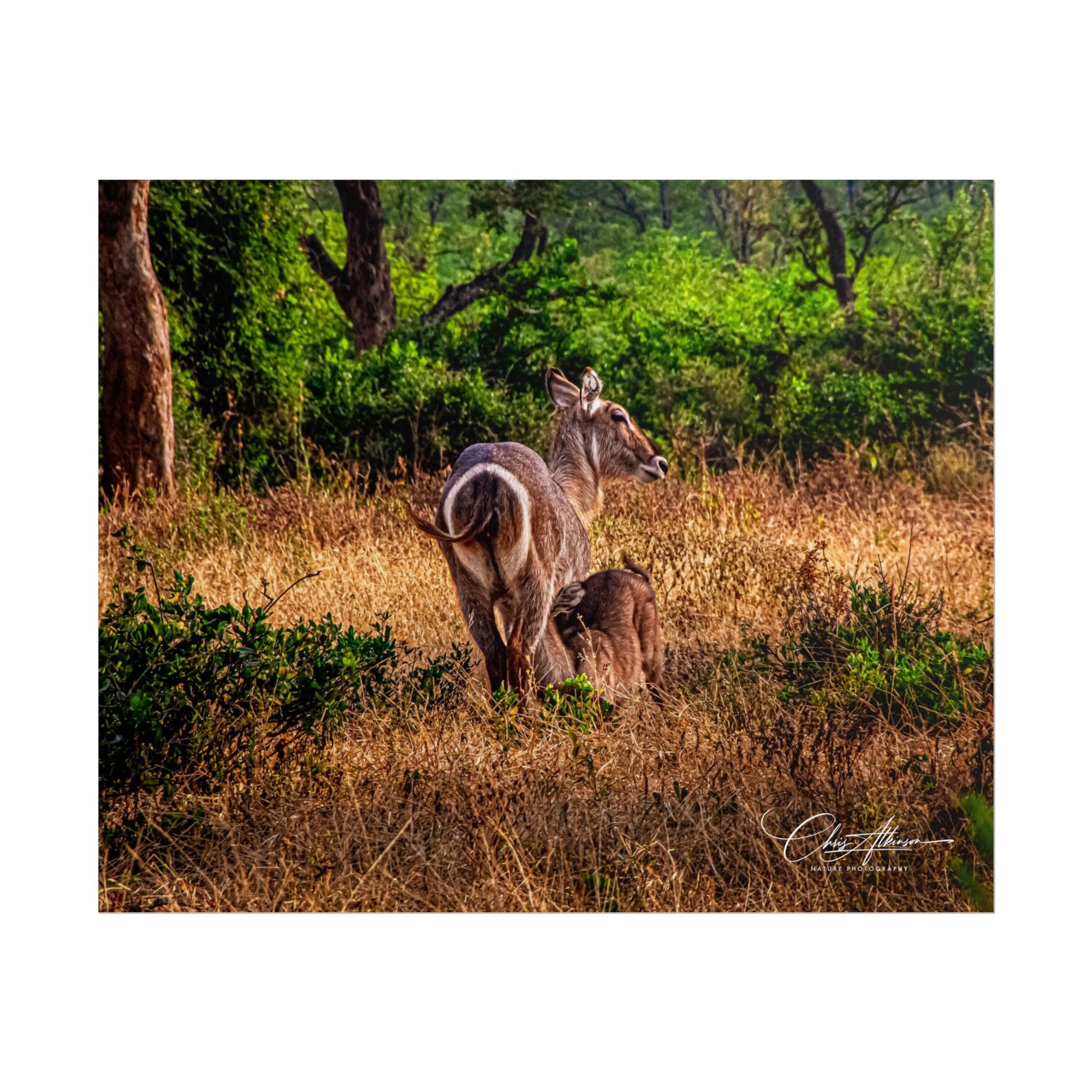 Rolled Posters - Waterbuck and Baby