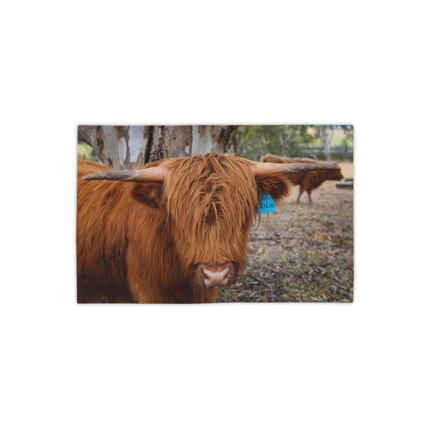 Beach Towels - Scottish Highland Cattle