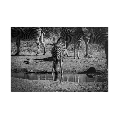 Rolled Posters - Zebra at Waterhole B&W