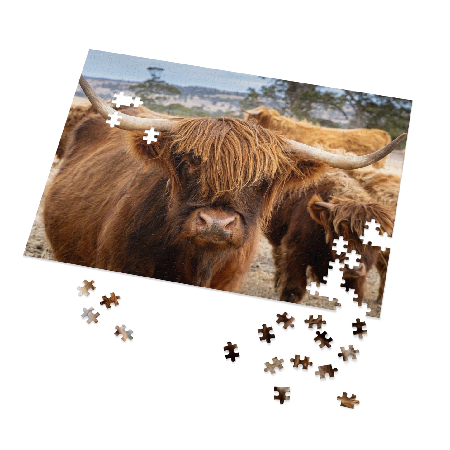 Scottish Highland Cattle Puzzle with Tin