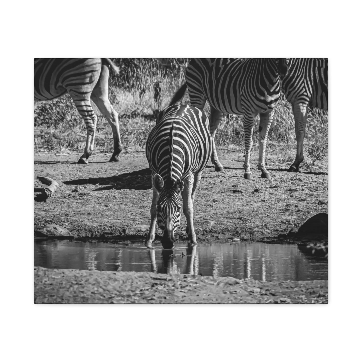 Zebra Nature Print Canvas Print B&W 24" x 20" (Horizontal) 1.25"