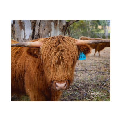 Rolled Posters - Scottish Highland Cattle