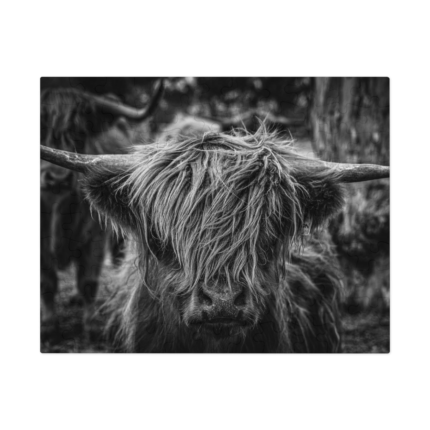 Scottish Highland Cattle Puzzle with Tin B&W 10" × 8" (110 pcs)