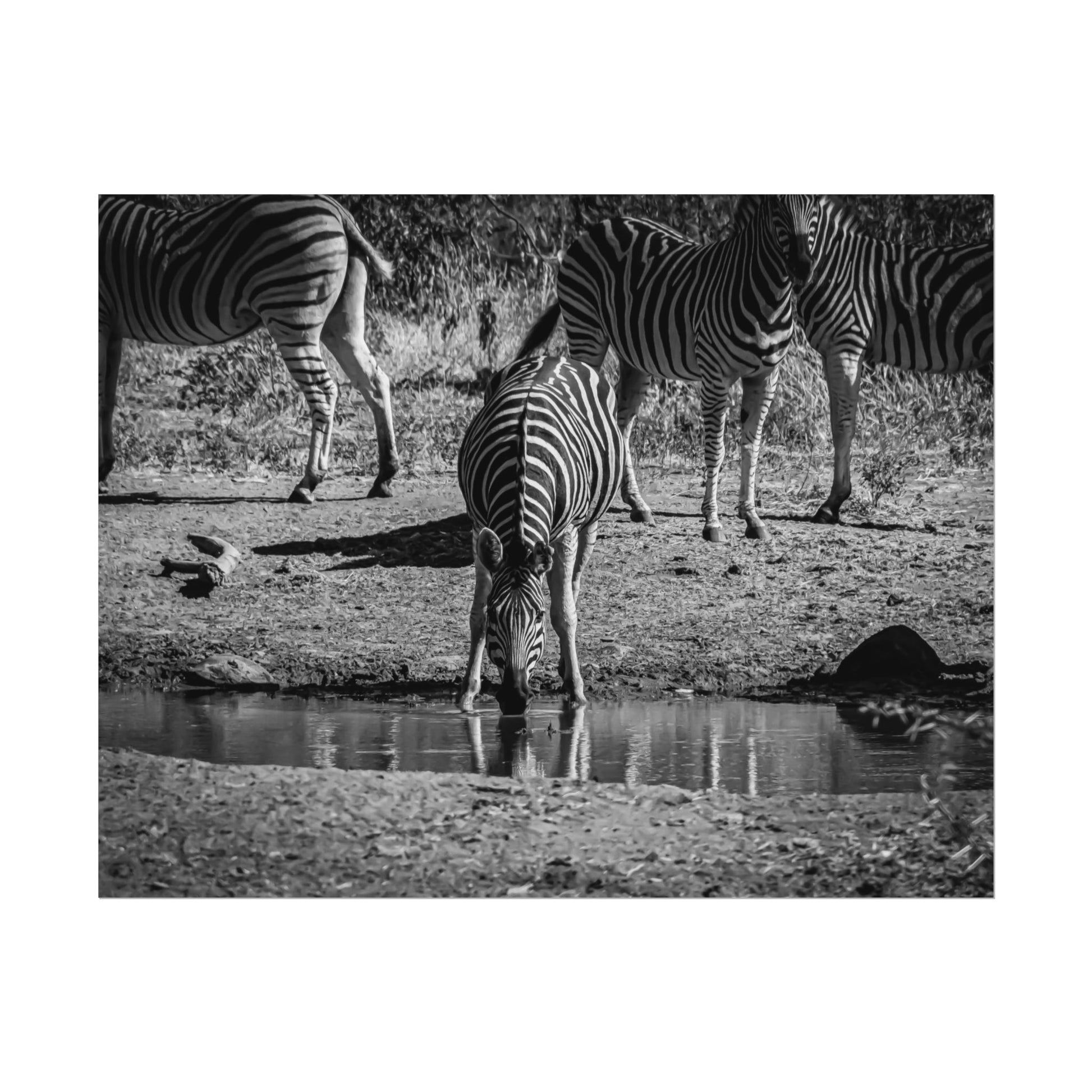 Rolled Posters - Zebra at Waterhole B&W