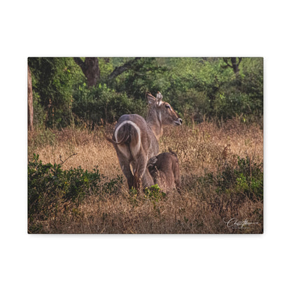 Matte Canvas, Stretched, 1.25" - Waterbuck and Baby