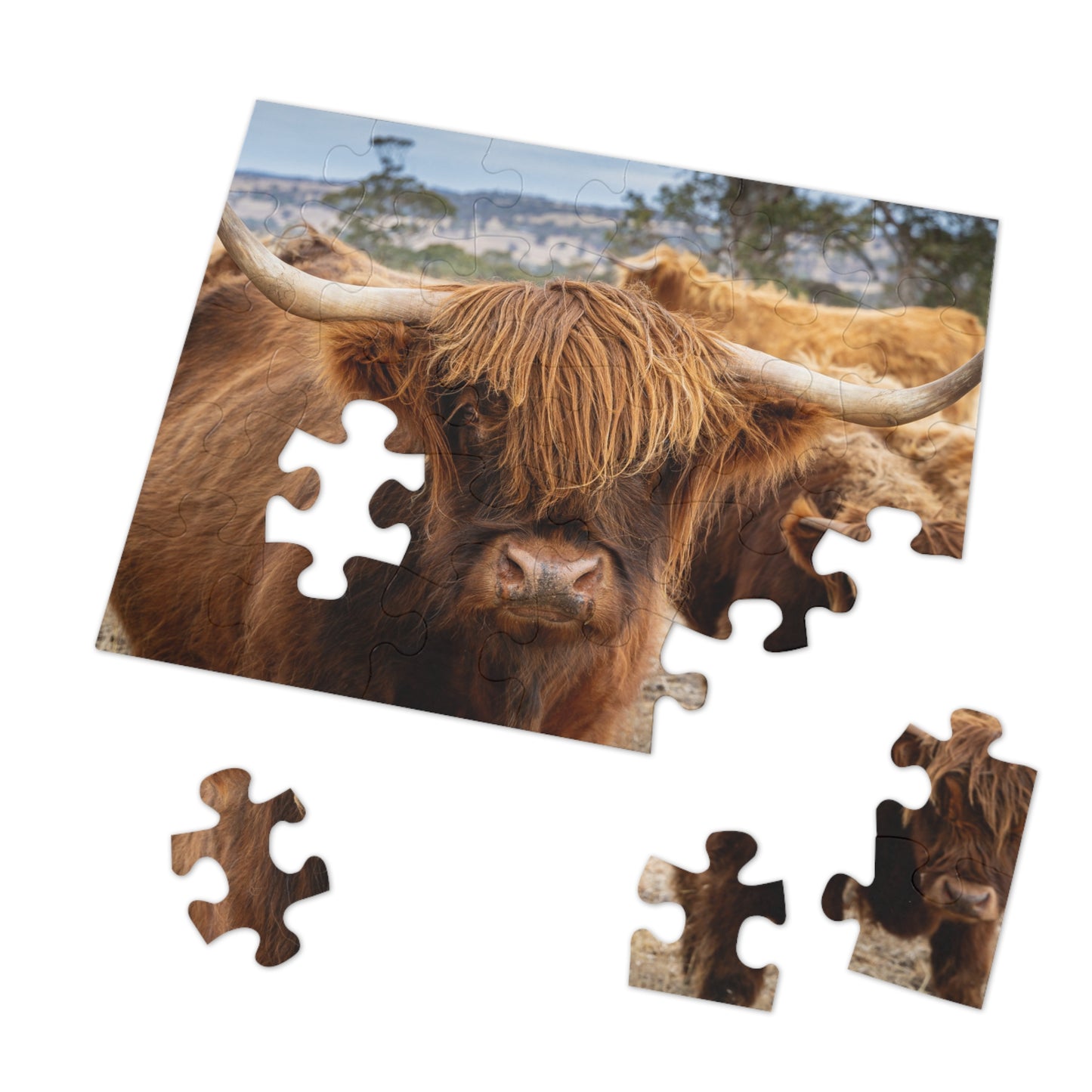 Scottish Highland Cattle Puzzle with Tin