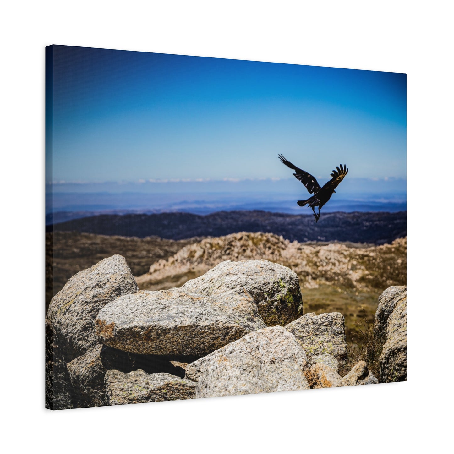 Little Raven Mt Kosciuszko Canvas Print