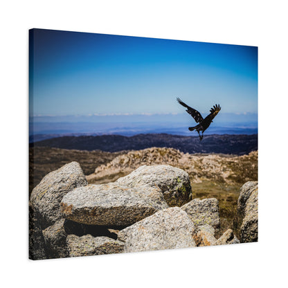 Little Raven Mt Kosciuszko Canvas Print