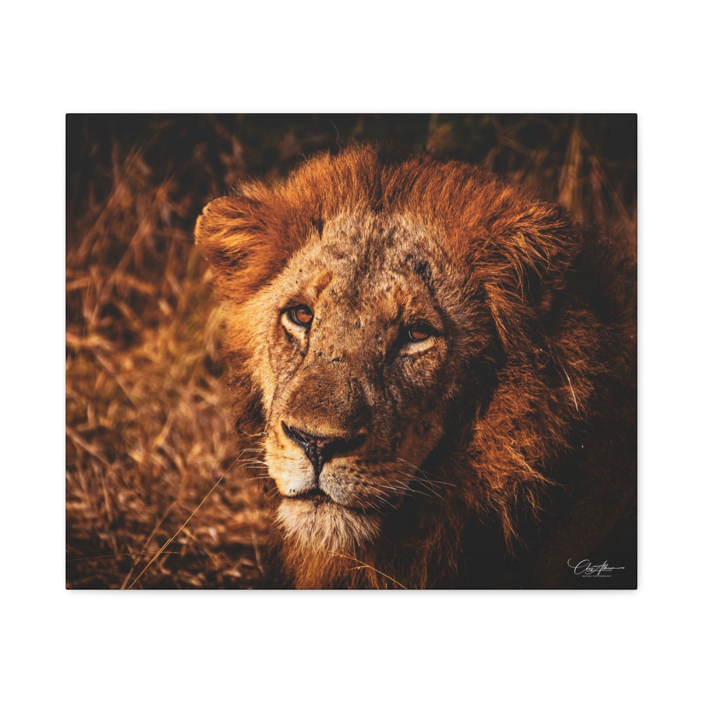 Old Lion Canvas Print 24" x 20" (Horizontal) 1.25"