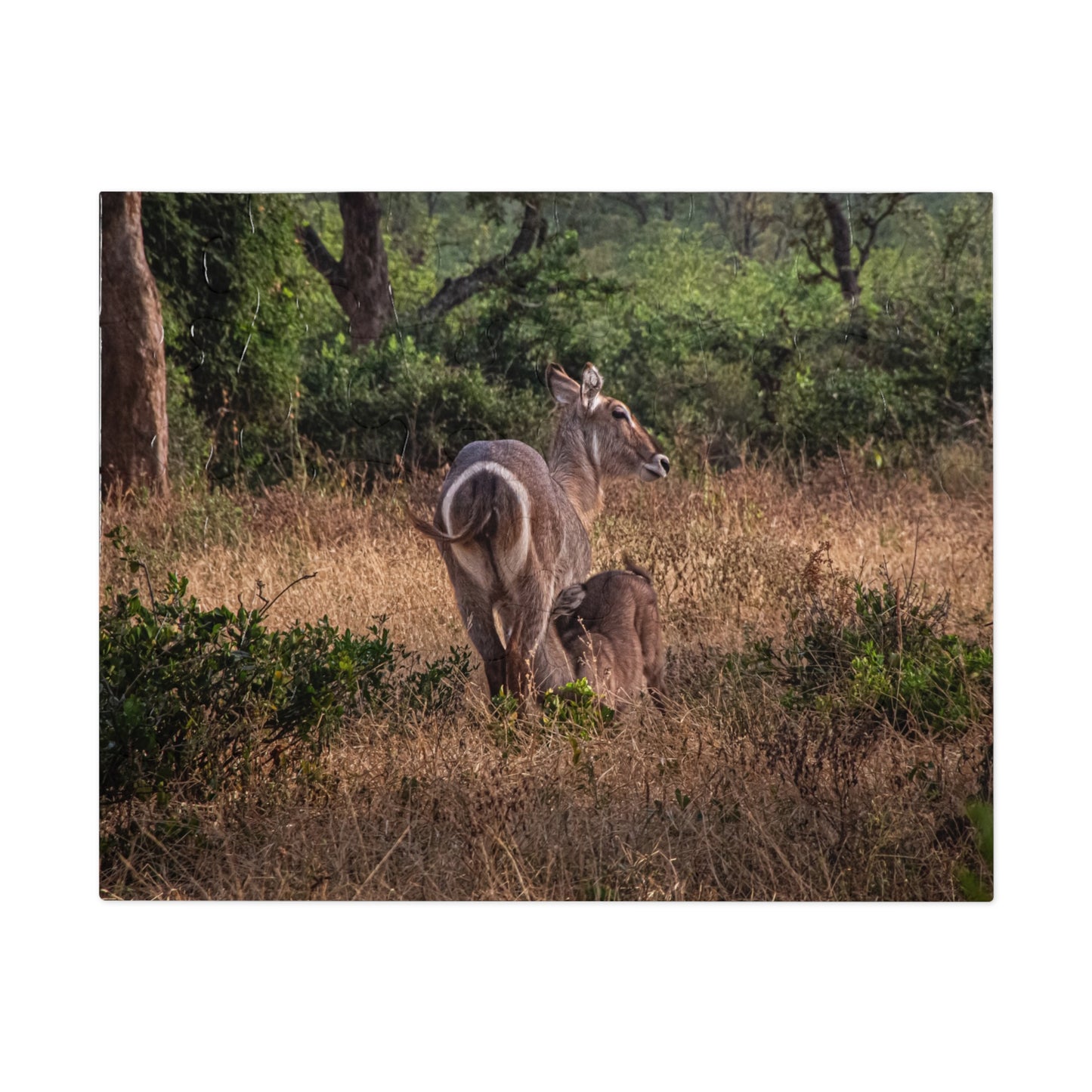 Jigsaw Puzzle (30, 110, 252, 500, 1000 Piece) - Waterbuck and Baby