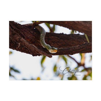 Rolled Posters - Spotted Bush Snake