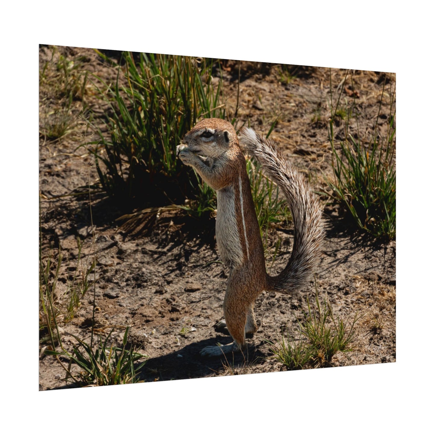 Rolled Posters - Ground Squirrel