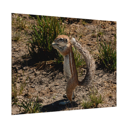 Rolled Posters - Ground Squirrel