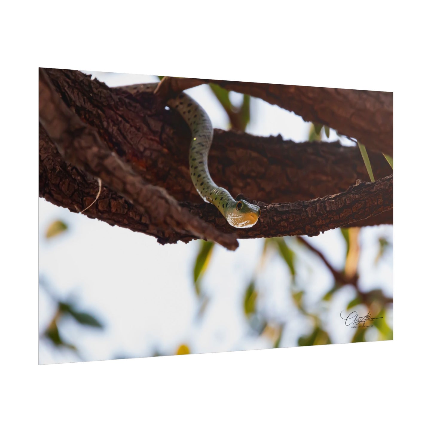 Rolled Posters - Spotted Bush Snake